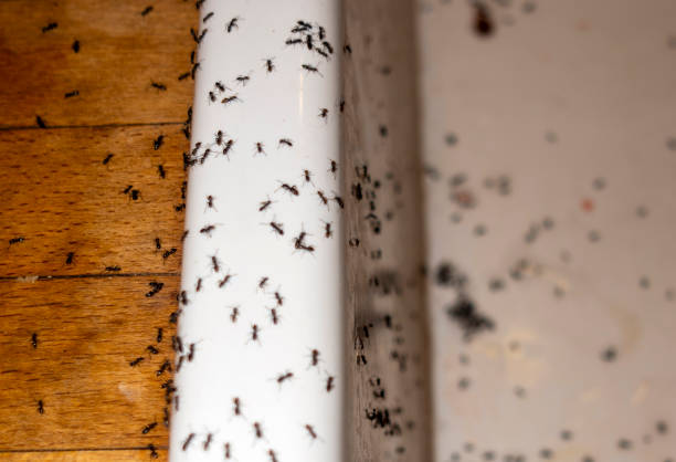 Best Mosquito Control Services  in South Haven, IN